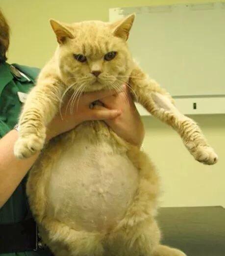 猫咪肚子胀大？好吓人！是传腹吗？如何排查？