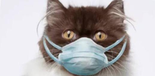 猫咪肚子胀大？好吓人！是传腹吗？如何排查？