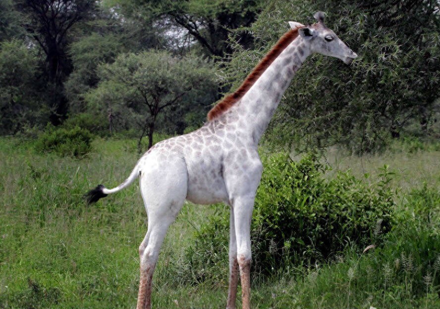 世界最珍贵的10大白化动物，白色鳄鱼你见过吗？