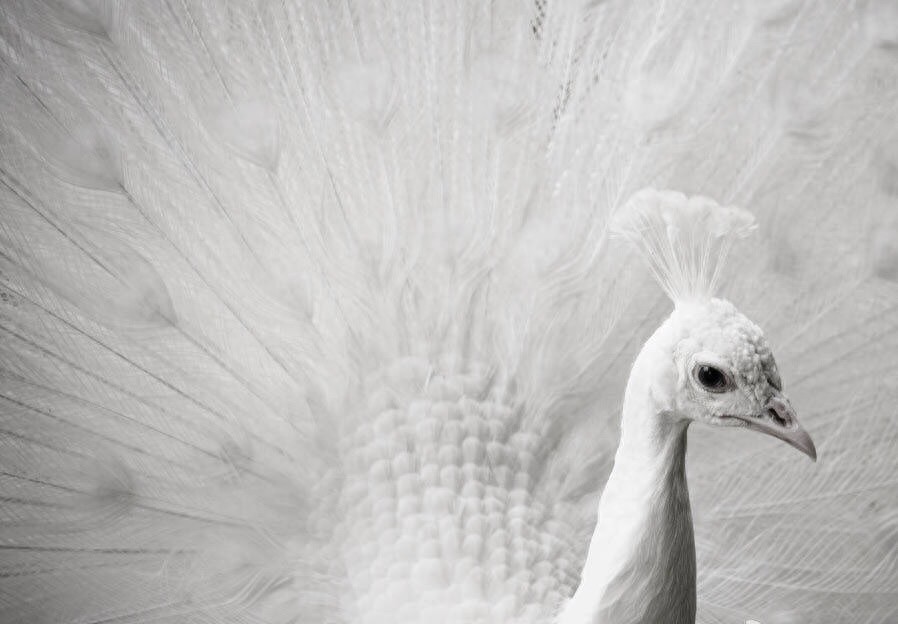 世界最珍贵的10大白化动物，白色鳄鱼你见过吗？