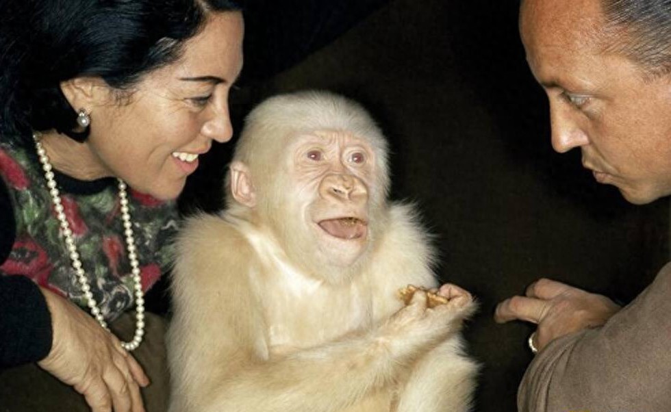 世界最珍贵的10大白化动物，白色鳄鱼你见过吗？