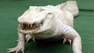​世界最珍贵的10大白化动物，白色鳄鱼你见过吗？