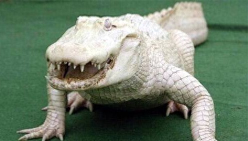 世界最珍贵的10大白化动物，白色鳄鱼你见过吗？
