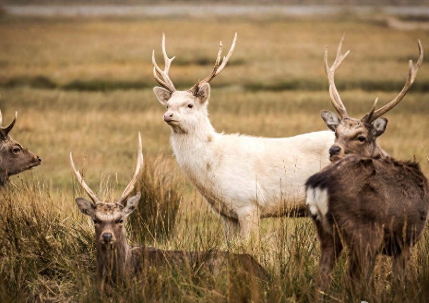 世界最珍贵的10大白化动物，白色鳄鱼你见过吗？