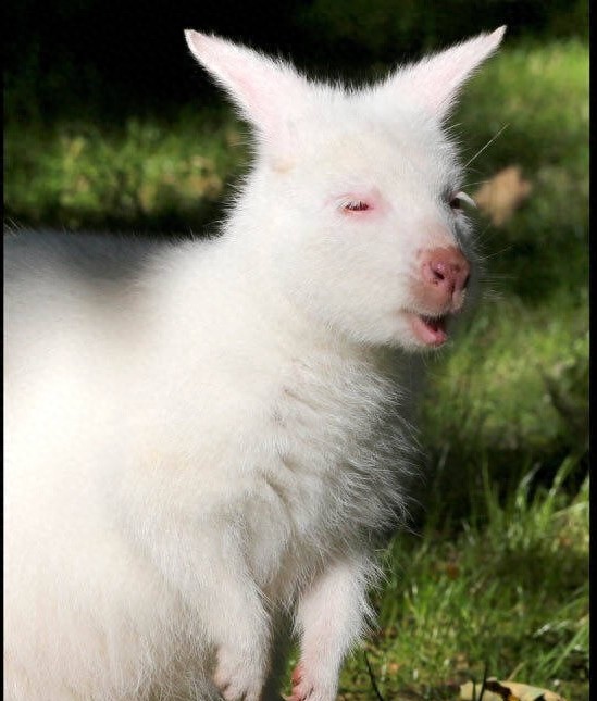 世界最珍贵的10大白化动物，白色鳄鱼你见过吗？