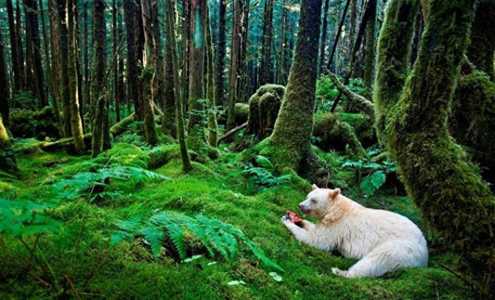 世界最珍贵的10大白化动物，白色鳄鱼你见过吗？