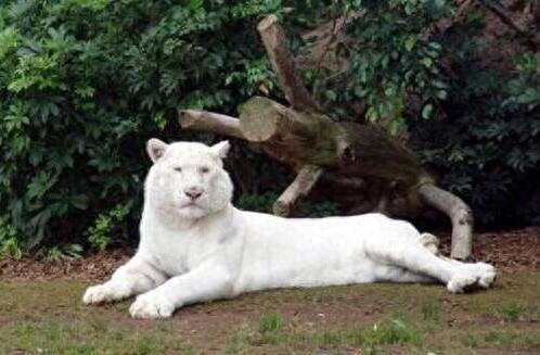 世界最珍贵的10大白化动物，白色鳄鱼你见过吗？