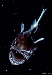 ​世界上最丑的三种鱼，丑得令人难以想象