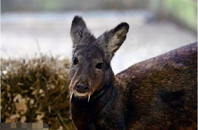​世界上最罕见的鹿，吸血鬼鹿(长有像吸血鬼一样的獠牙)