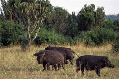​世界上最强悍的巨林猪 攻击力惊人甚至比狮子猎豹还猛