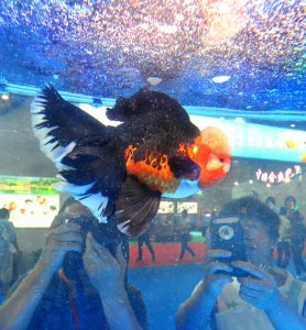 ​世界最美金鱼长啥样？这条长尾三色狮头金鱼认识一下