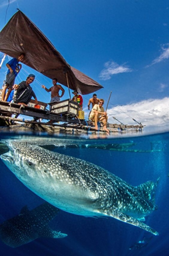 鲸鲨-目前世界上体型最大的鱼类