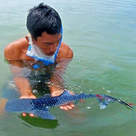 鲸鲨-目前世界上体型最大的鱼类