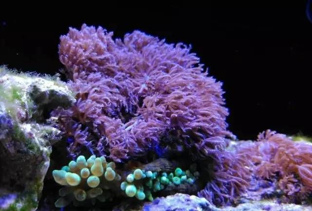 珊瑚礁主要有几种类型