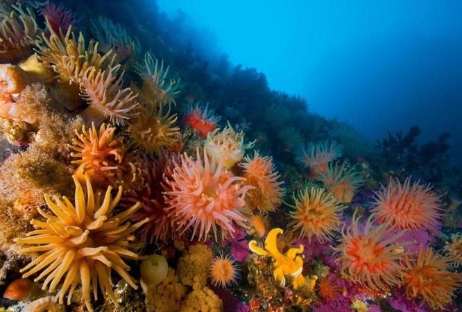 珊瑚礁海岸有哪几种类型鱼