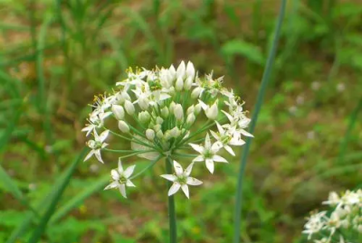 ​韭菜花的花苞可以吃,韭菜花苞可以一起炒吗