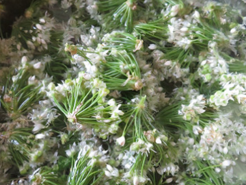 韭菜花的花苞可以吃,韭菜花苞可以一起炒吗图3