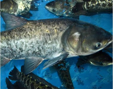 ​俗称“雄鱼”，以头大而闻名，有水中清道夫之称，在湖南很受欢迎