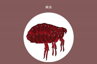 ​疥疮能根治吗 痒到让人头皮发麻的疥螨，到底是啥？是怎么被感染上的？