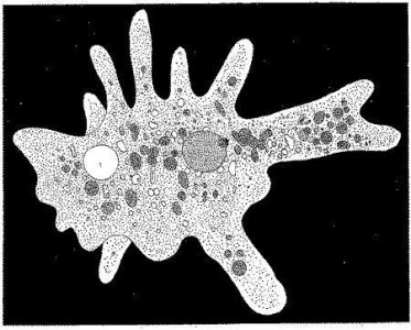 ​世界上最原始的动物——阿米巴虫