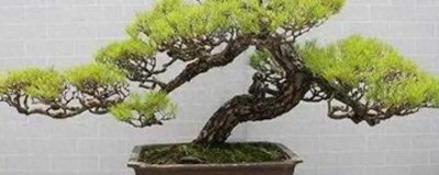 ​下山桩是什么意思