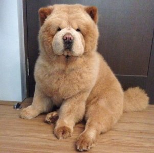 ​中国十大犬种之松狮犬