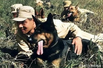 ​《犬王》：忠诚与牺牲的悲壮赞歌