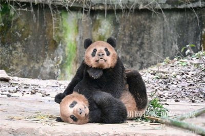 ​雅安“挖矿”大熊猫揭秘：因为“土” 所以黑