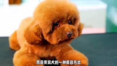 ​揭秘！泰迪与贵宾犬的真相，你意想不到的关系