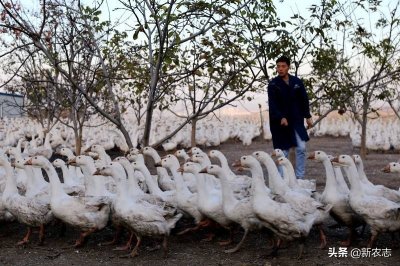 ​农村小伙靠养大鹅赚钱，6000只赚了十几万，利润高的可怕