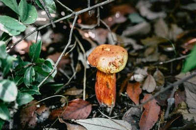 ​揭秘云南菌子世界：种类繁多，美味与健康并存