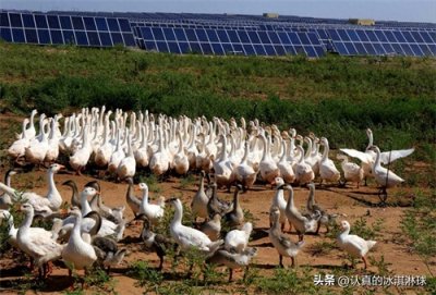 ​当代老百姓养什么最挣钱