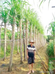 ​木格白玉蔗和其他甘蔗有什么不同？