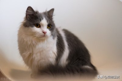 ​拿破仑猫为什么叫拿破仑猫，拿破仑猫是什么猫