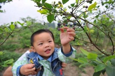 ​蓝莓的100种吃法是什么样？第六届成都农博会上有答案