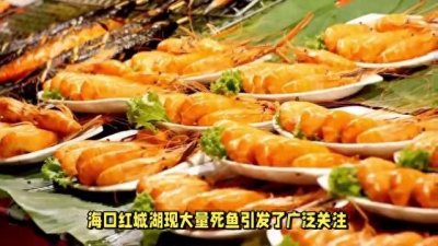 ​日本核污水逼近？揭秘海口红城湖大量死鱼之谜，央视权威发声