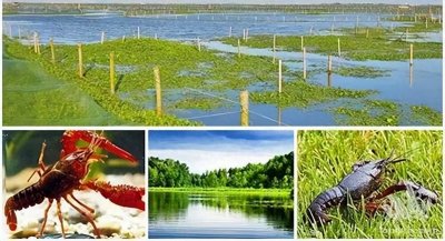 ​揭秘小龙虾的生存智慧，完美打造理想养殖的小龙虾生长环境