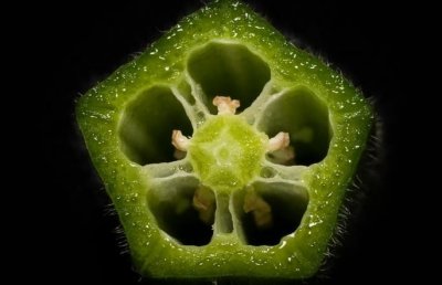 ​lady=“女生”，finger=“手指”，那么lady's finger是什么？