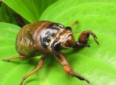 ​健康养生｜“知了猴”是什么？吃“知了猴”真的对身体有好处吗？