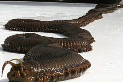 ​十大恐怖奇异动物：蒙古死亡之虫可怕 尼斯湖水怪诡异