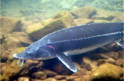 ​龙岭迷窟中铁头龙王为何鱼？钓鱼者：胡八一放开那条鱼让我来