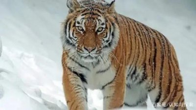 ​虎毒不食子的故事来由