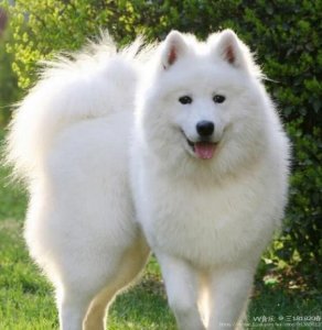 ​《狗屎运》故事的由来