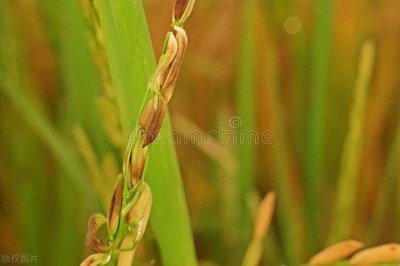 ​揭秘！水稻立枯病发病机理全方位解读，开启防控新思路！