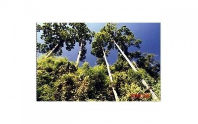 ​土生土长的金牛座心理分析