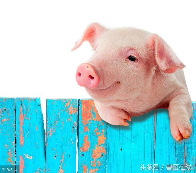 养猪催肥有哪些妙方（养猪小技巧养猪快速催肥13招）(2)