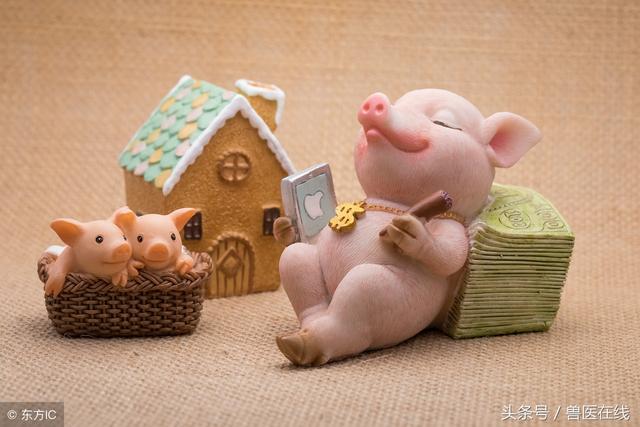 养猪催肥有哪些妙方（养猪小技巧养猪快速催肥13招）(1)