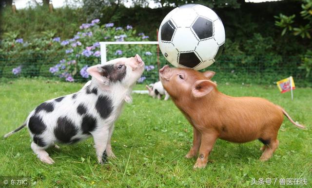 养猪催肥有哪些妙方（养猪小技巧养猪快速催肥13招）(4)