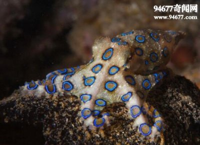 ​世界上最毒的章鱼，蓝环章鱼(一口毙命无解药)