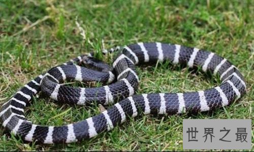 世界十大毒蛇,毒液轻松毒死一群成人!